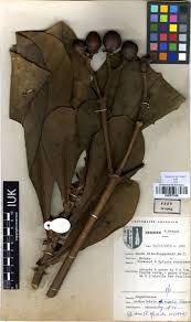 Image result for Anthocleista vogelii