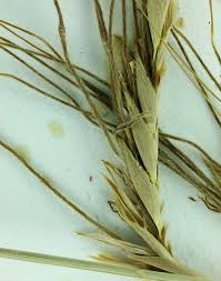 Image result for Heteropogon contortus