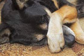 Why Do Dogs Rub Their Faces On The Ground Dog Fiesta Online