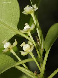 Image result for Drypetes gerrardii