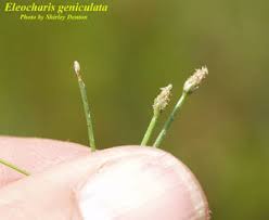 Image result for Eleocharis geniculata