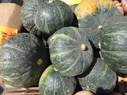 Image result for Cucurbita