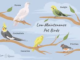 7:33 indian dog parent 441 353 просмотра. 8 Top Low Maintenance Pet Bird Species