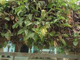 Image result for Tristellateia africana