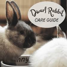 It will depend on the clinic you choose and geographical location. The Ultimate Guide To Dwarf Rabbit Care Pethelpful