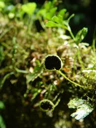 Image result for Elaphoglossum kivuense