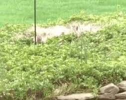 青年图摘0507 6块钱 我可以多啃半张饼了 plants animals