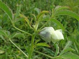 Image result for Astripomoea malvacea