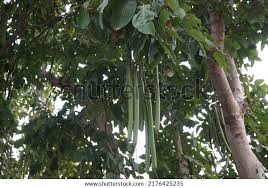 Image result for Cassia sieberiana