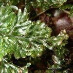 Image result for Hymenophyllum hirsutum