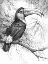 Rainforest Toucan Pencil Drawing Artist Unknown Bird Drawings Toucan Art Animal Drawings