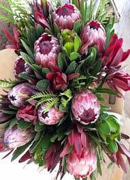 Image result for Ipomoea protea