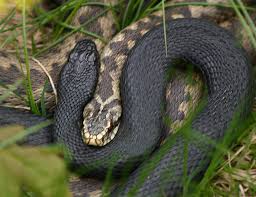 Det här är en solklar huggorm dock. Vipera Berus Wikipedia