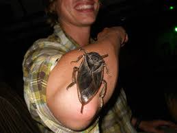 Huge flying scorpion roach, lethocerus americanus, is a giant water bugthis is a giant water bug, but they are sometimes called toe biters, swamp crabs,. Giant Water Bug From Bolivia What S That Bug