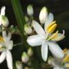 Image result for Chlorophytum krookianum