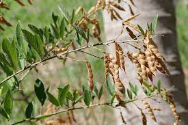 Cajanus Cajan Seed Pods Seeds Plants