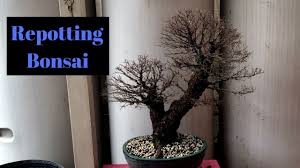 A seiju elm (ulmus parvifolia 'seiju') bonsai on display on display at the 2009 annual show of the bonsai society of greater hartford. How To Repot Bonsai Seiju Elm Chinese Elm Youtube