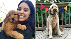 The combination of the gentle golden retriever and the highly intelligent poodle make a wonderful companion. Goldendoodle Puppy Growing Up Dude 2 Years Later Youtube