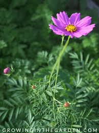 Great for borders, flowerbeds, rock gardens, and in containers. 10 Flowers That Love Hot Summers And How To Grow Them Growing In The Garden