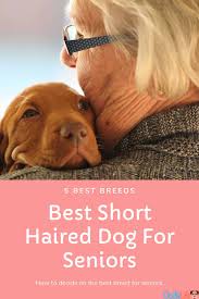 Chihuahua (smooth) obviously, there are two variants of this breed. 5 Best Small Short Haired Dog For Seniors Oodle Life