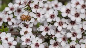 Each participant, plant and pollinator, usually gains a benefit from pollination. Creating Manuka Honey How Do Bees Pollinate Comvita Official Website Uk