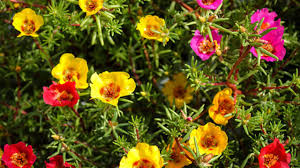 The fleshy leaves contrast nicely with tiny, usually orange, flowers. Plant Of The Month For April The Portulaca Genus West Hawaii Today