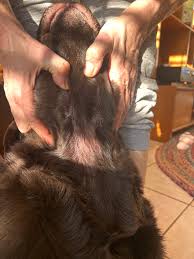 Image result for what do Cheyletiella look like in dog fur