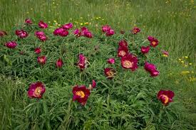 Ranunculaceae l'adonide rossa, adonis annua l., è una tipica malerba, una volta infestante nei coltivi ed oggi divenuta relativamente rara a causa del massiccio utilizzo di diserbanti e dello sviluppo delle colture intensive. Adonide Curvata Adonis Distorta Ten Pianta Che Cresce Sui Monti Sibillini