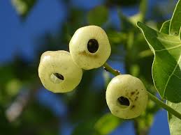 Image result for Hernandiaceae