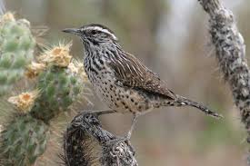 The cactus wren nests in cacti, where its young benefit from spiky protection from potential nest predators, particularly snakes. Birds Are Vanishing From North America The New York Times