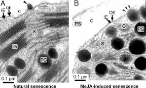 Located at the shoot and root tips, meristems are the source of undifferentiated cells in plants. Programmed Chloroplast Destruction During Leaf Senescence Involves 13 Lipoxygenase 13 Lox Pnas