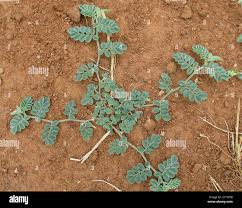 Image result for Indigofera daleoides