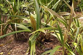 Image result for Molineria