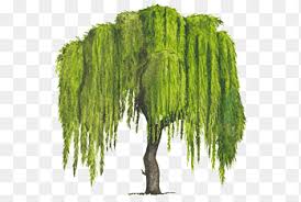 Today i will show you how to draw a waterfall. Weeping Willow Png Images Pngegg