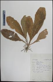 Image result for Elytraria acaulis