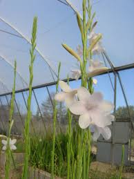 Image result for Sphenostylis marginata