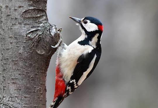 61,300+ Wood Pecker Stock Photos, Pictures & Royalty-Free Images - iStock