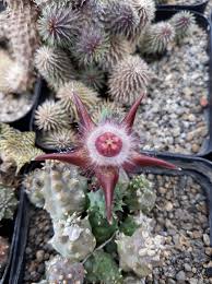 Image result for Duvalia