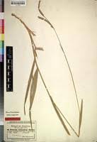 Image result for Urochloa oligobrachiata