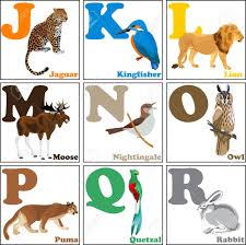 Jefferson salamander · jaguarundi · jungle cat . Vector Illustration Of Alphabet Animals From J To R Royalty Free Cliparts Vectors And Stock Illustration Image 76374110