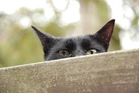 Feb 10, 2012 · keep stray cats away. 8 Natural Safe Diy Home Remedies To Keep Cats Away Excited Cats