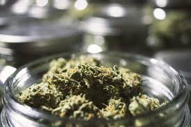 Maybe you would like to learn more about one of these? 15 Weird And Funny Names For Weed Strains Weirdomatic