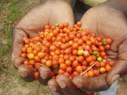 Image result for Rauvolfia vomitoria