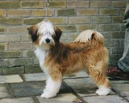 How to find a tibetan terrier. Tibetan Terrier Puppies For Sale Petfinder