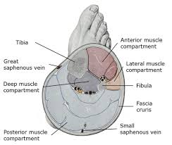Arrows, red=semitendinosus, gold=combined hamstring tendons yellow the tibialis anterior muscle originates from the lateral surface of the tibia and neighboring interosseous membrane in the upper leg, and extends distally. Anatomy Of The Leg Cross Section Of The Right Leg The Fascia Cruris Download Scientific Diagram