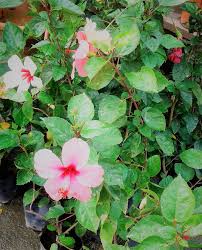 Bunga raya malaysia national flower malaysia travel guide. Miscpphbme168 Live Potted Hibiscus Medium Size Orders Of More Than 5 Pots Are Welcomed Pokok Bunga Raya Hidup Saiz Sederhana Pesanan Tempahan Untuk 5 Pasu Ke Atas Dialu Alukan Realsoul Flower