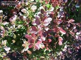 They require little to no pruning and provide four seasons of beauty to the landscape. Plant Identification Closed Shrub With Green To Dark Red Leaves 1 By Desiree101