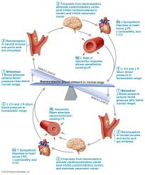 Pin On Cardiovascular System