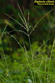 Image result for Digitaria diagonalis