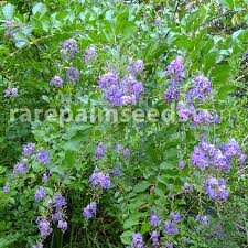 Check spelling or type a new query. Duranta Erecta Golden Dewdrop Buy Seeds At Rarepalmseeds Com